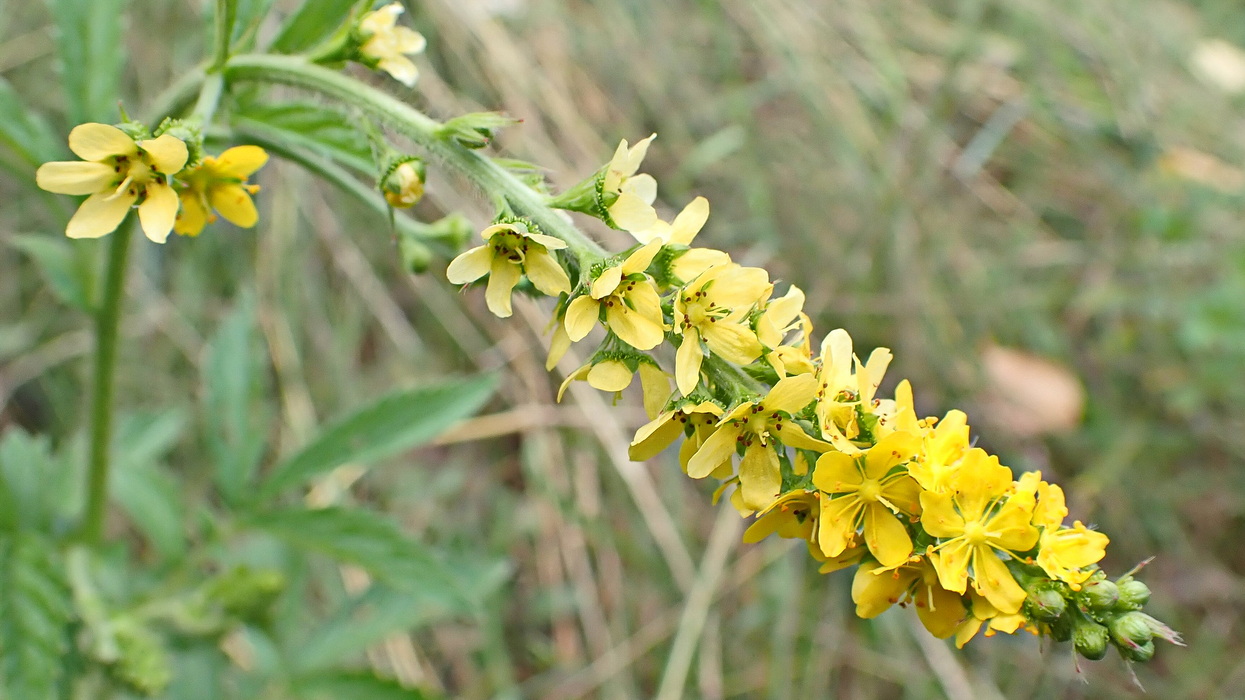 Image of genus Agrimonia specimen.