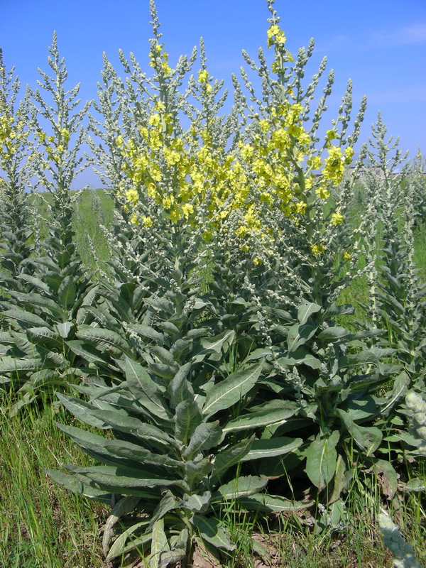 Image of Verbascum songaricum specimen.