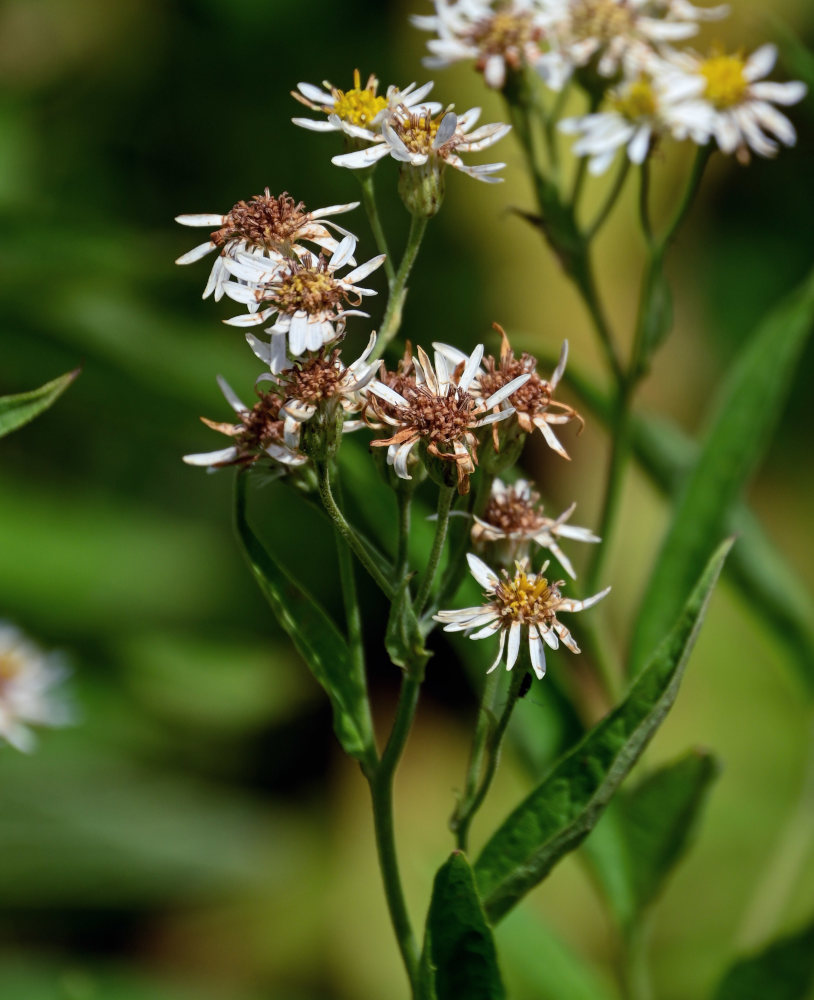 Image of Aster glehnii specimen.