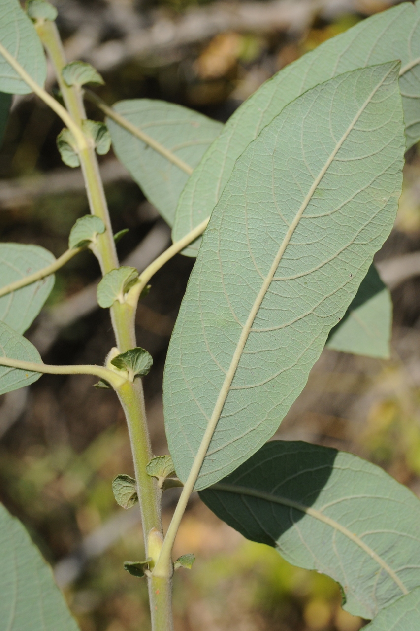 Изображение особи Salix iliensis.