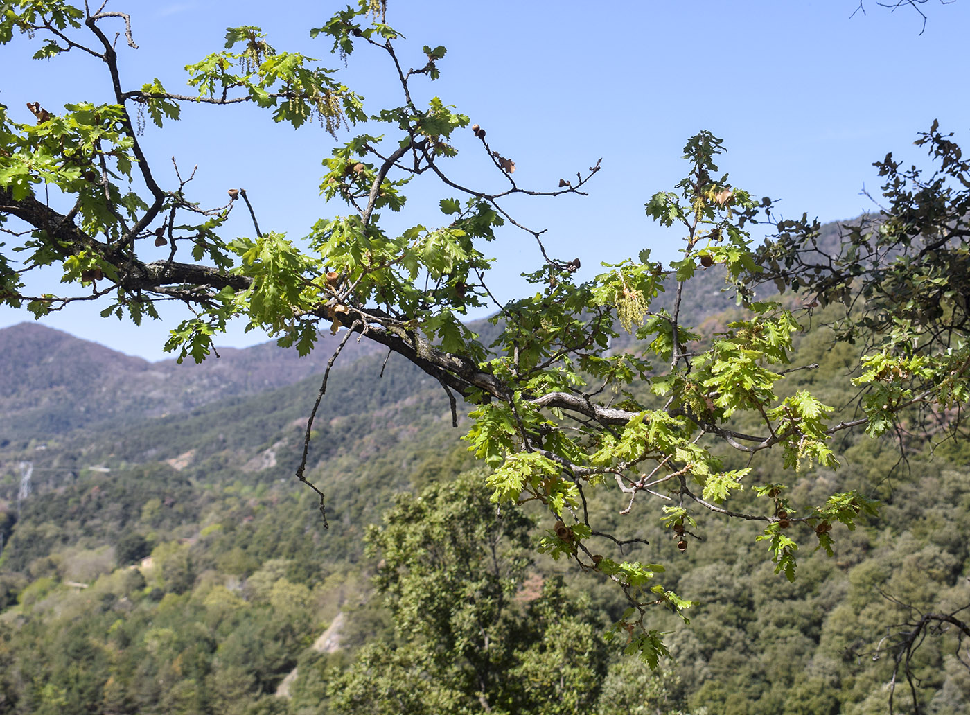 Image of genus Quercus specimen.