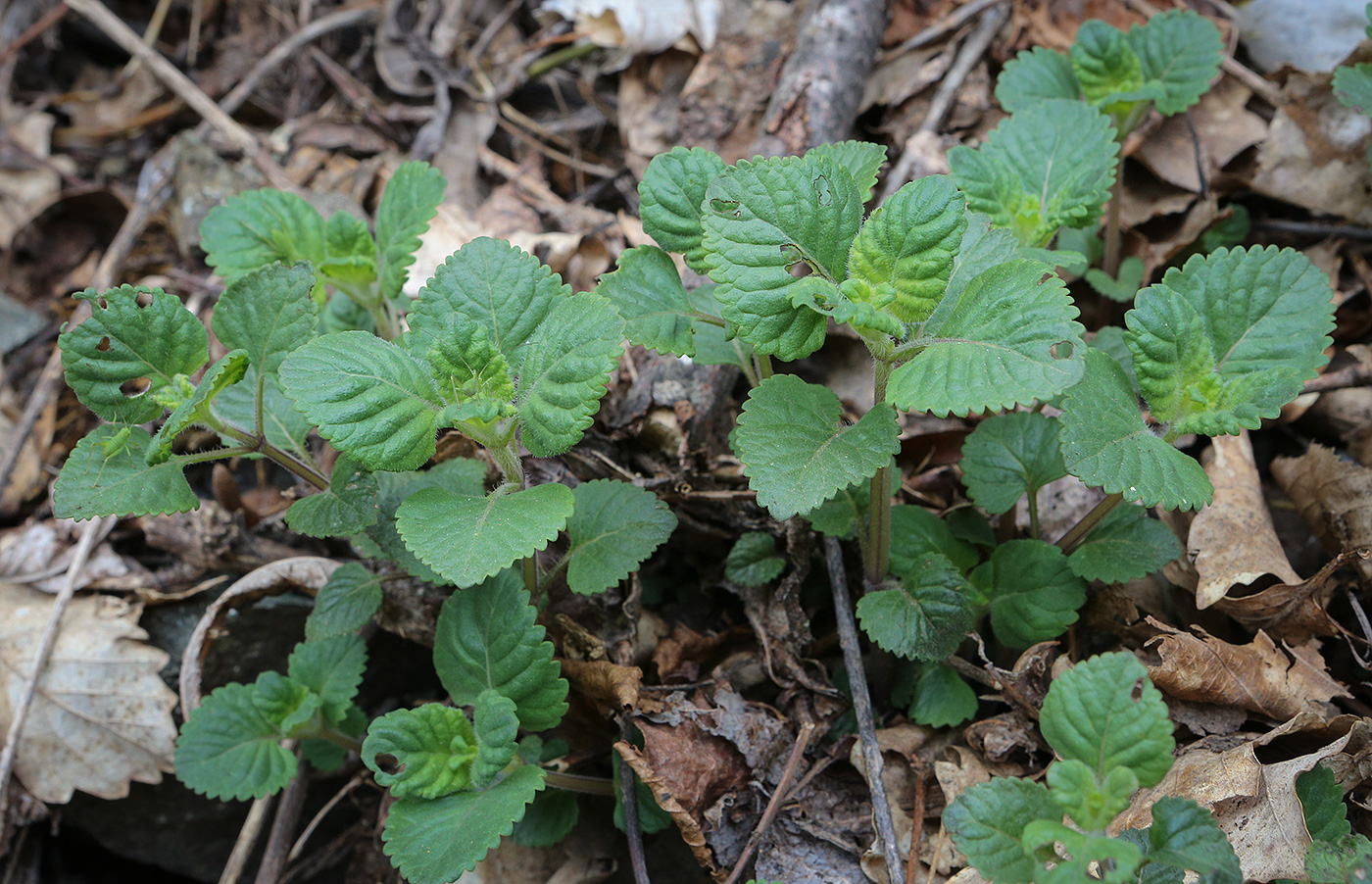 Изображение особи семейство Lamiaceae.