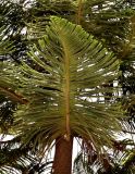 Araucaria heterophylla