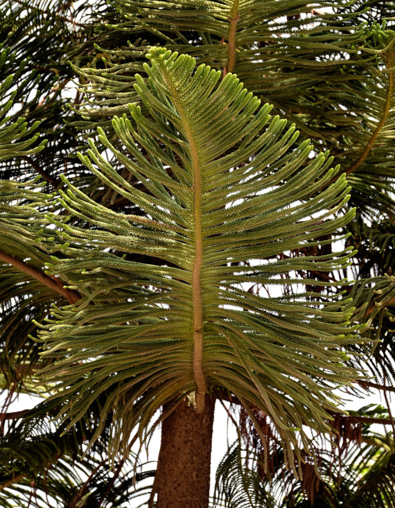 Image of Araucaria heterophylla specimen.