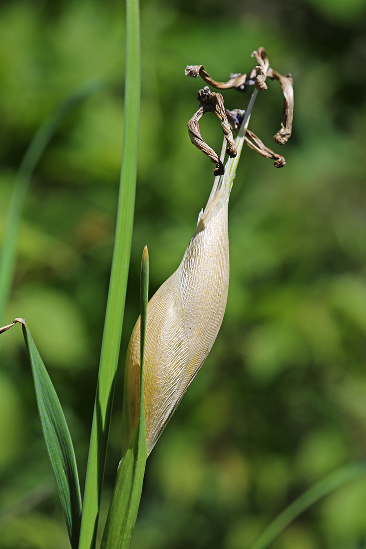 Изображение особи Iris ventricosa.