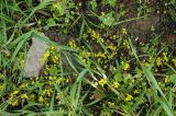 Erysimum cheiranthoides