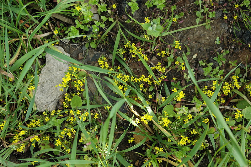 Image of Erysimum cheiranthoides specimen.