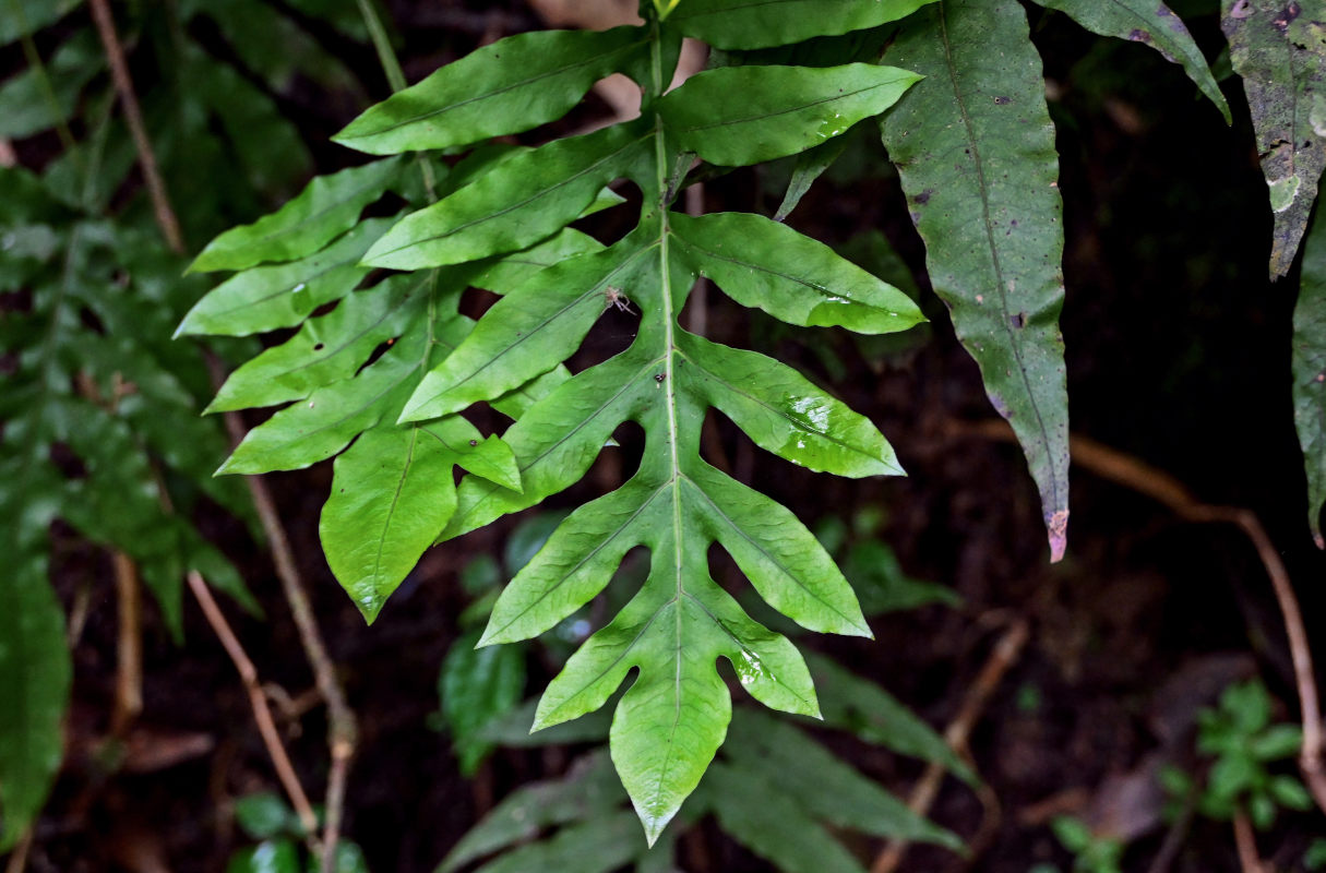 Изображение особи Phymatosorus scolopendria.