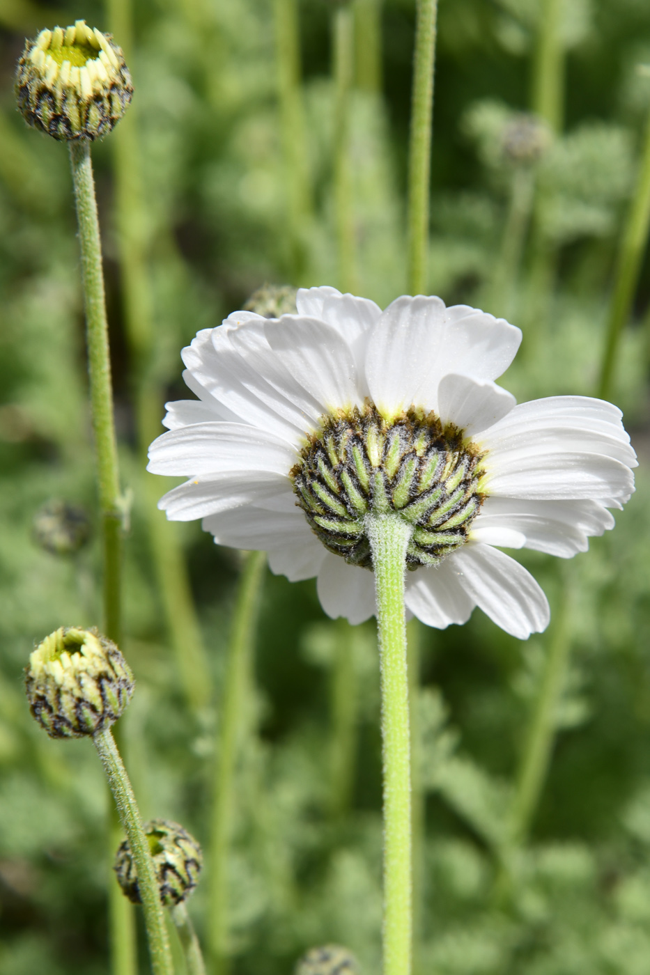 Image of Spathipappus griffithii specimen.