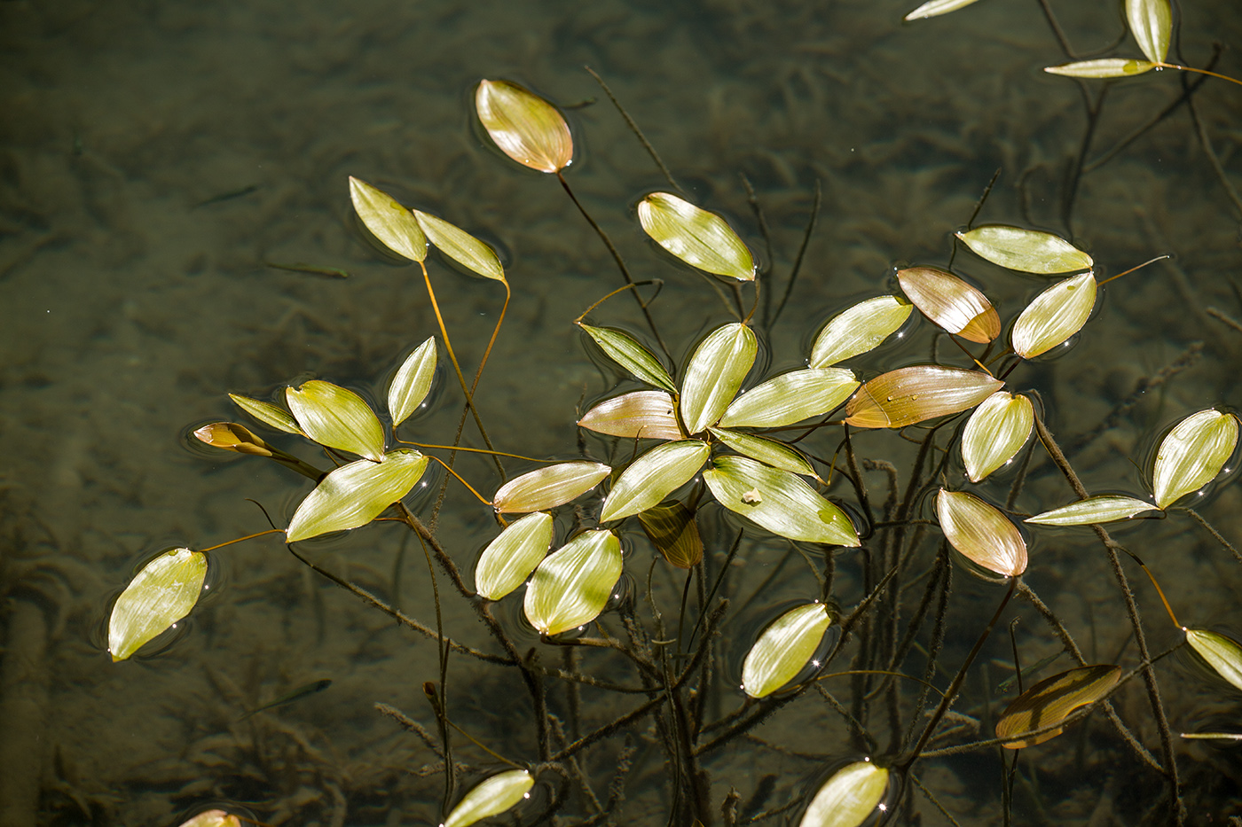 Image of genus Potamogeton specimen.