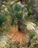 Pinus roxburghii. Верхушка ветви с микростробилами. Грузия, Аджария, Батумский ботанический сад, в культуре. 16.06.2023.