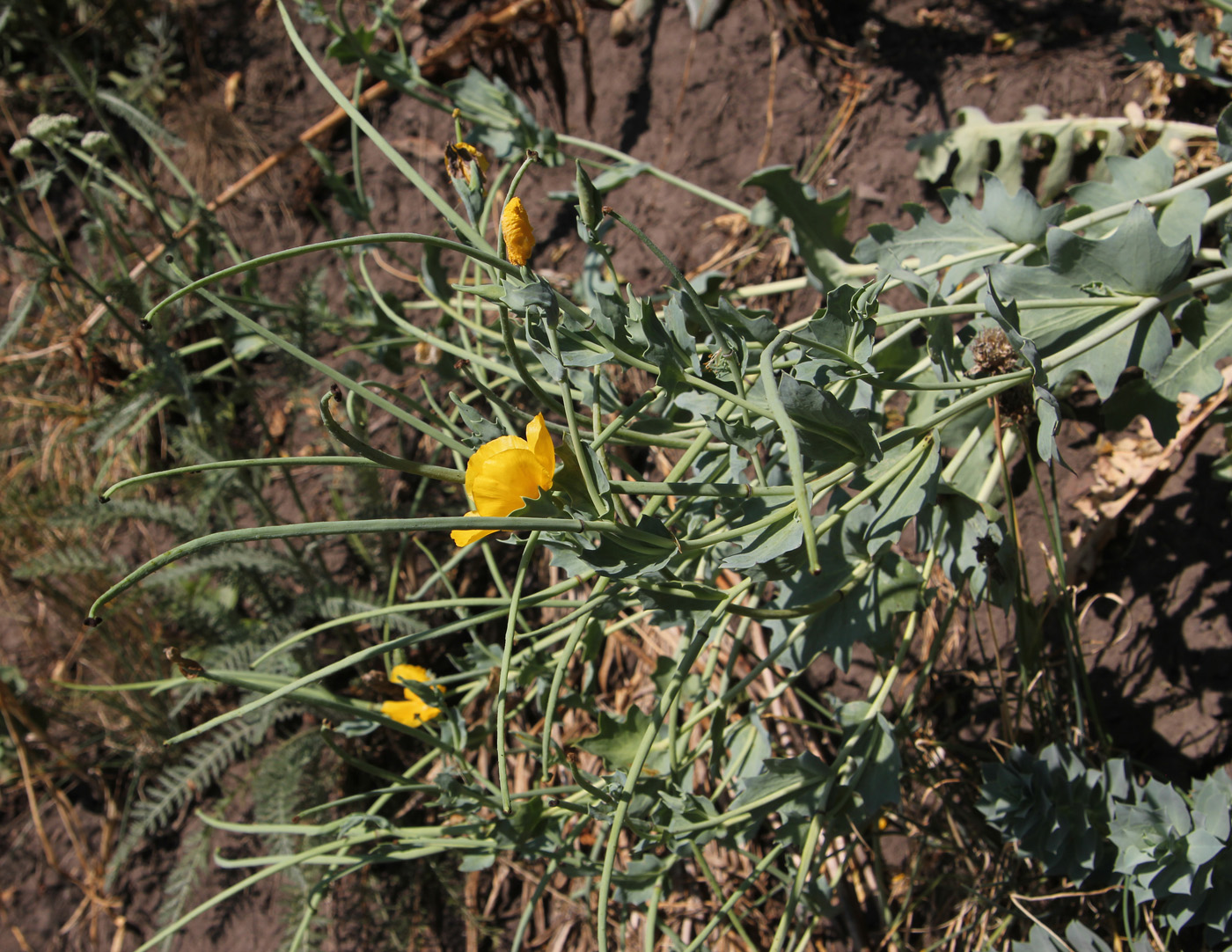 Изображение особи Glaucium flavum.