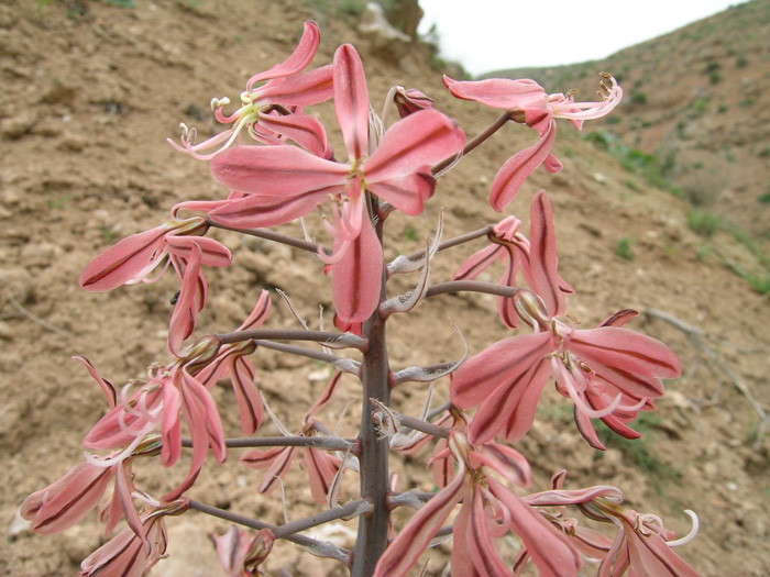 Image of Eremurus alberti specimen.