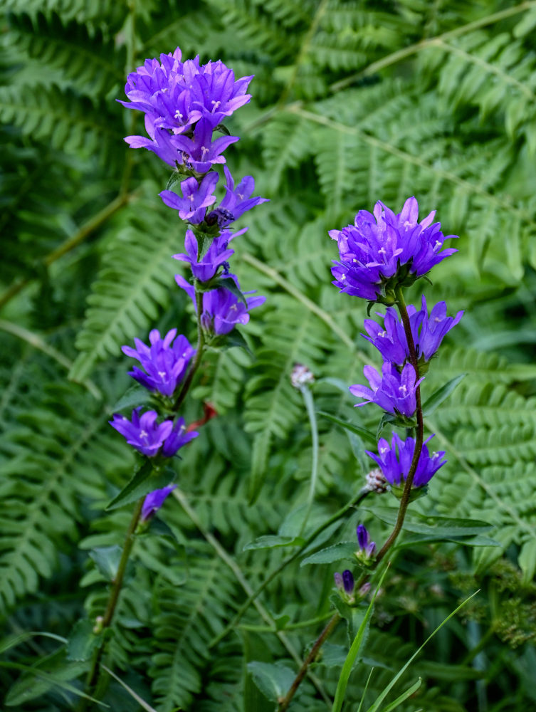 Image of Campanula glomerata specimen.