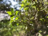 Quercus coccifera