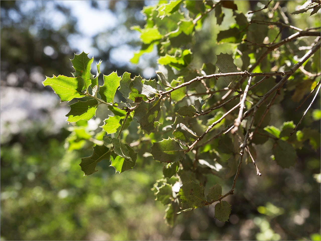 Image of Quercus coccifera specimen.