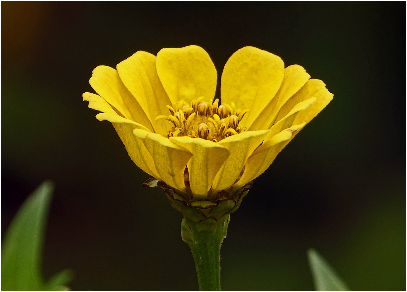 Image of Zinnia elegans specimen.