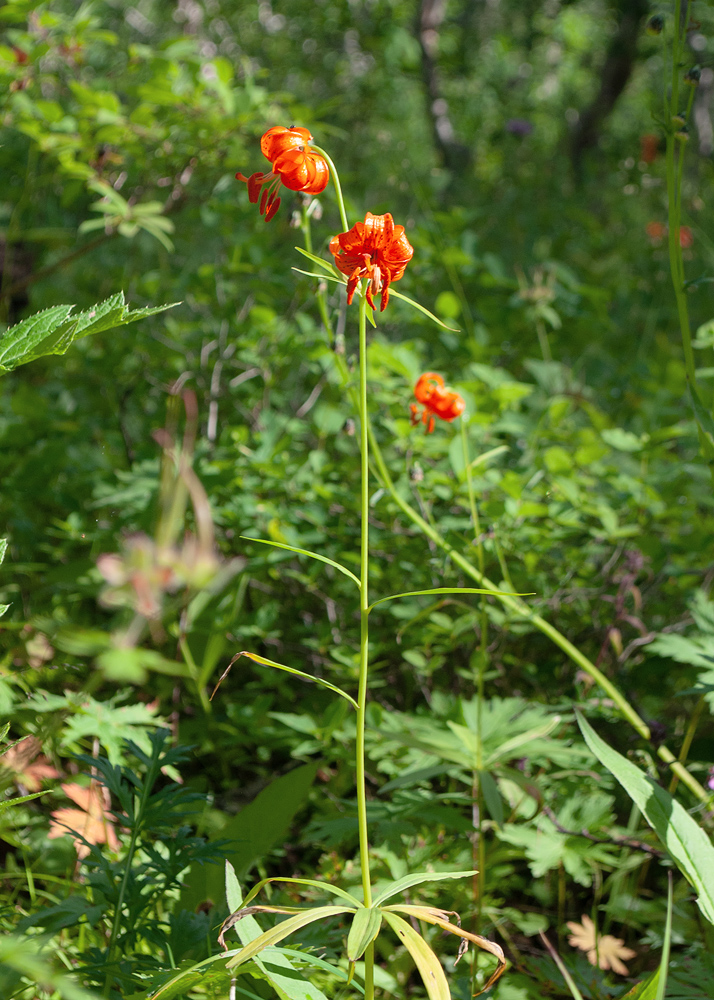 Изображение особи Lilium debile.