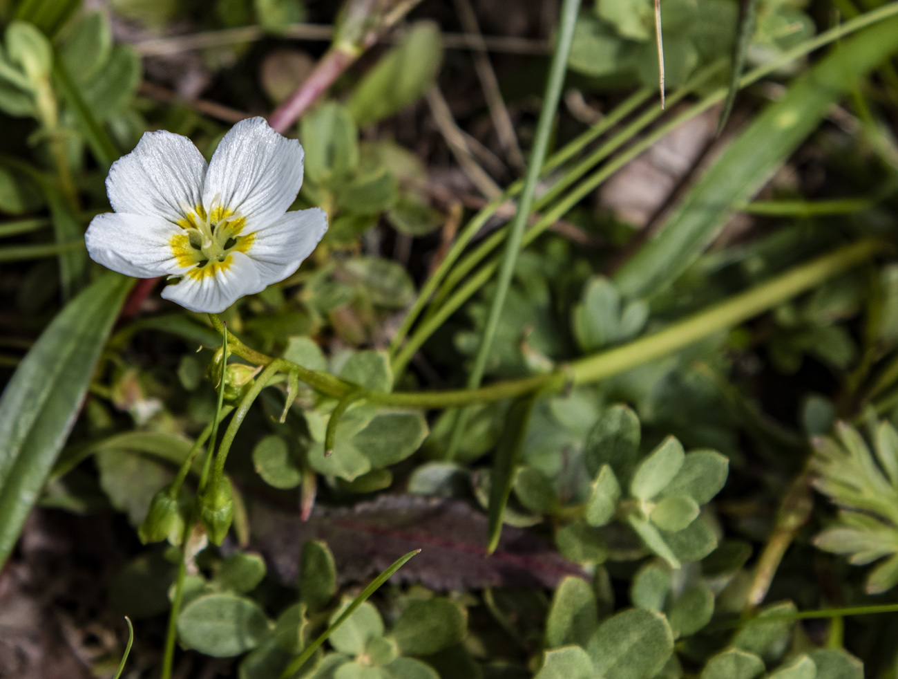 Изображение особи Claytonia soczaviana.