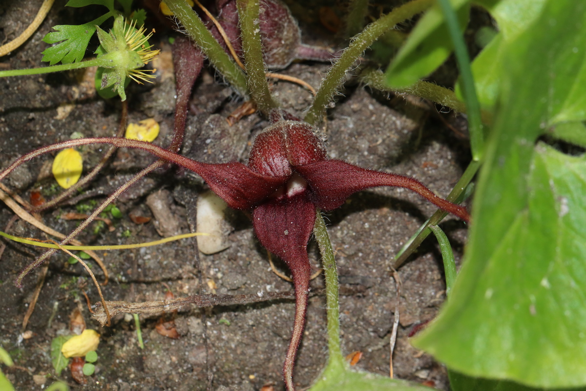 Image of Asarum caudatum specimen.