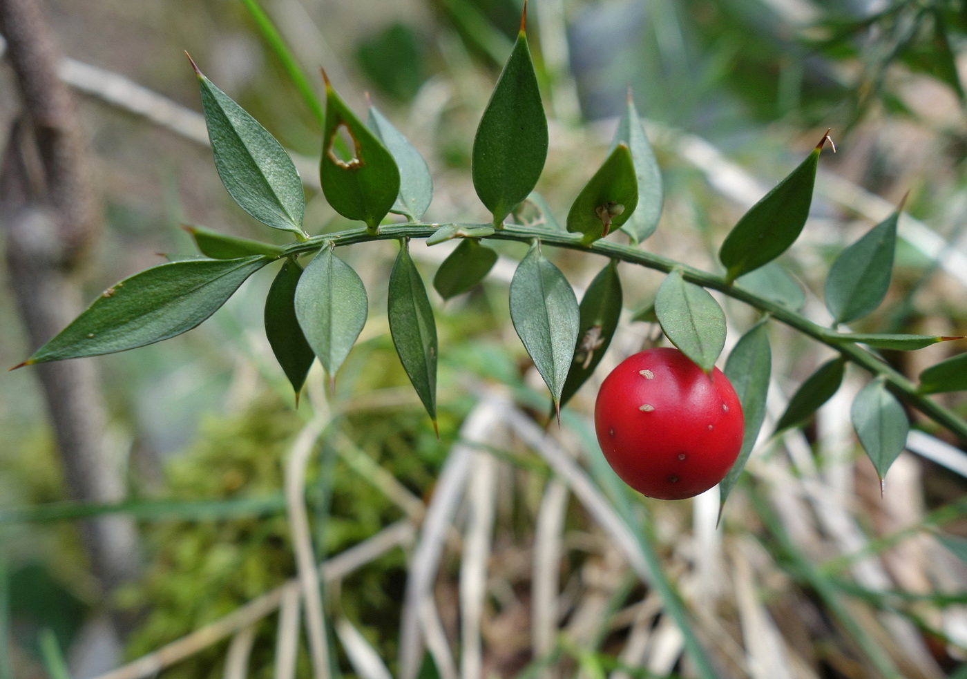 Image of Ruscus aculeatus specimen.