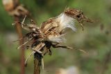 Scorzonera humilis. Соплодие с остатками засохших венчиков цветков и колонией тлей. Ленинградская обл., Волосовский р-н, окр. дер. Донцо, замшелый суходольный злаково-разнотравный луг на карбонатной почве. 22.06.2024.