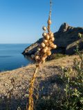 Asphodeline lutea