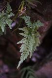 Asplenium adiantum-nigrum