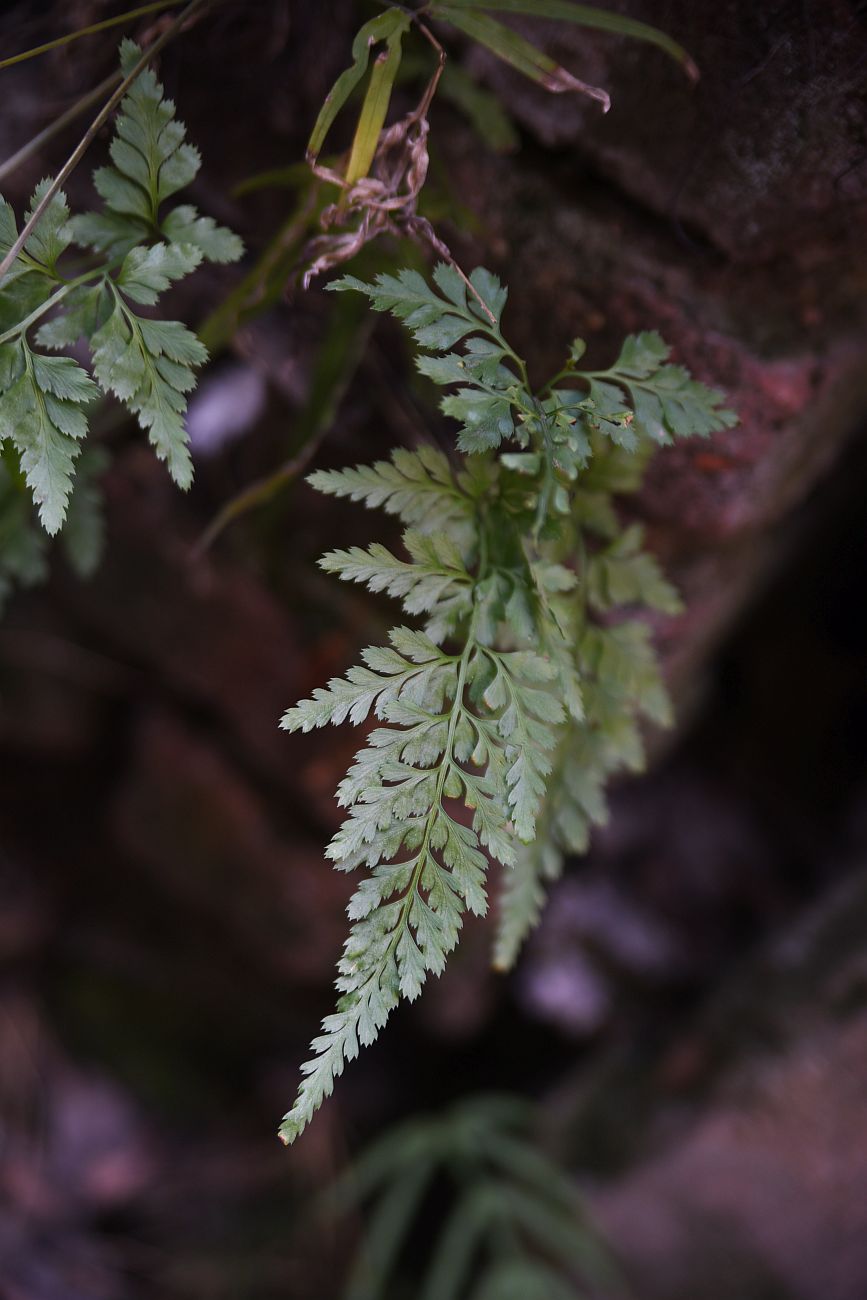 Image of Asplenium adiantum-nigrum specimen.