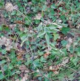 Psoralea bituminosa подвид pontica