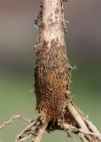 Allium filidens подвид ugami. Выкопанная луковица. Узбекистан, г. Ташкент, пос. Улугбек, санитарно-защитная зона, глинистая почва. 21.03.2015.
