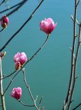 View full-size image Magnolia × soulangeana