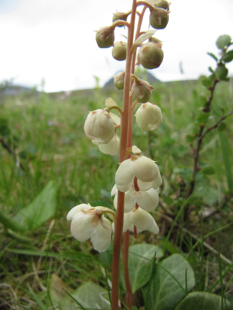 Изображение особи Pyrola grandiflora.