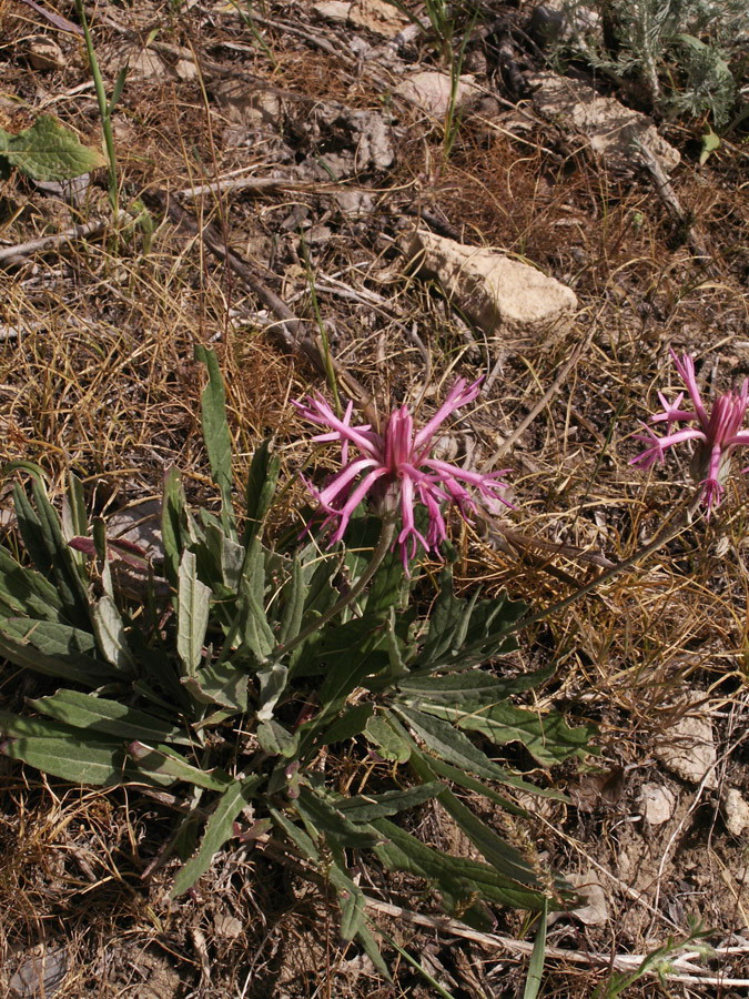 Image of Jurinea trautvetteriana specimen.