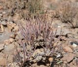 View full-size image genus Anabasis