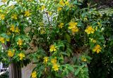 Смотреть изображение Hypericum monogynum