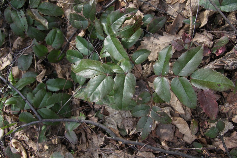 Image of Mahonia aquifolium specimen.