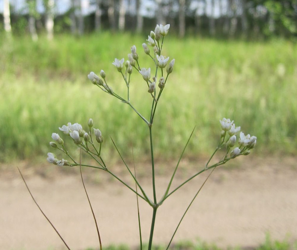 Image of Eremogone longifolia specimen.