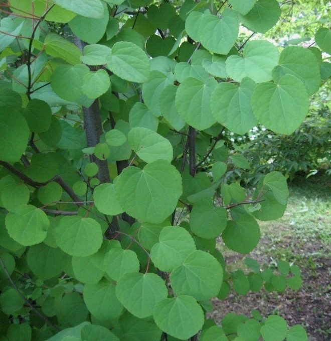 Image of Cercidiphyllum japonicum specimen.