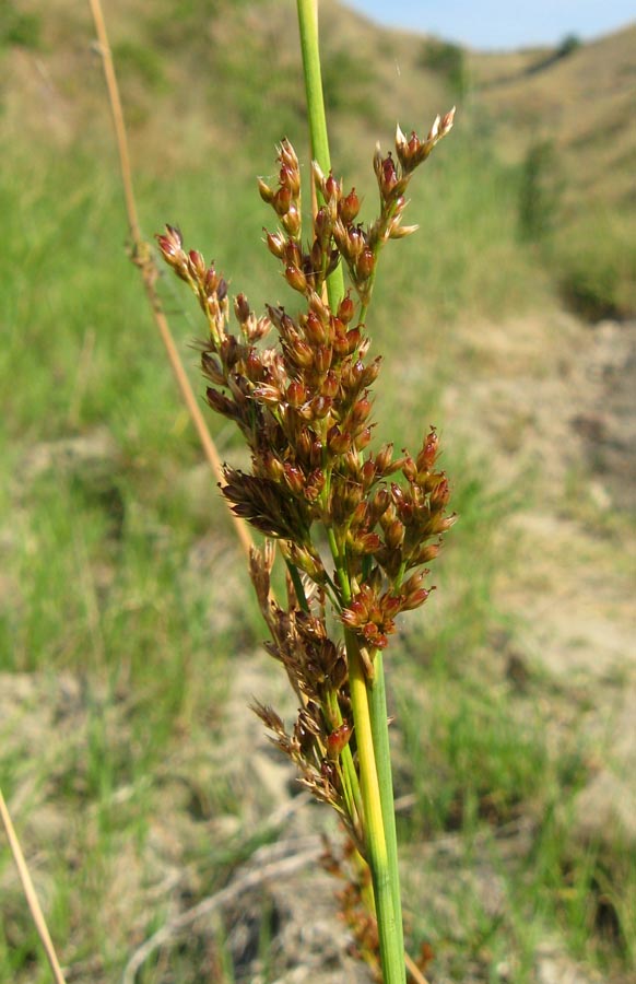 Изображение особи Juncus inflexus.