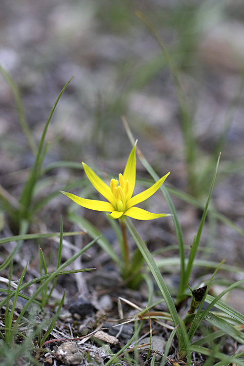 Image of Gagea graminifolia specimen.