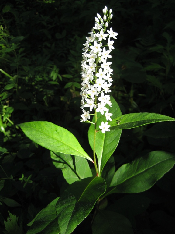 Image of Lysimachia clethroides specimen.