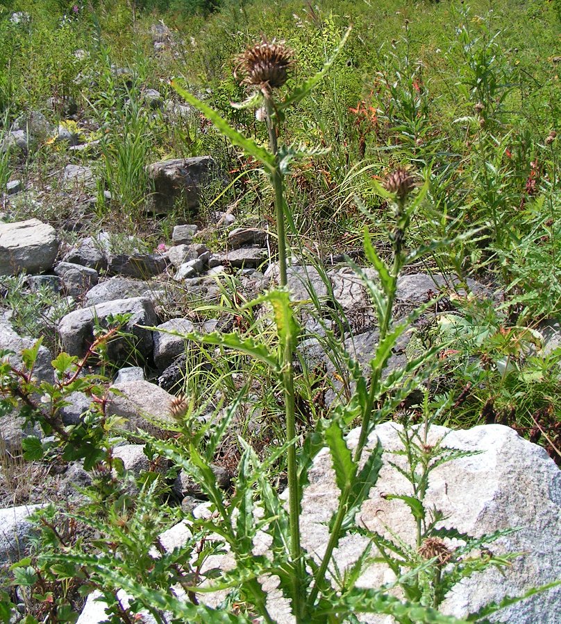 Image of Cirsium komarovii specimen.