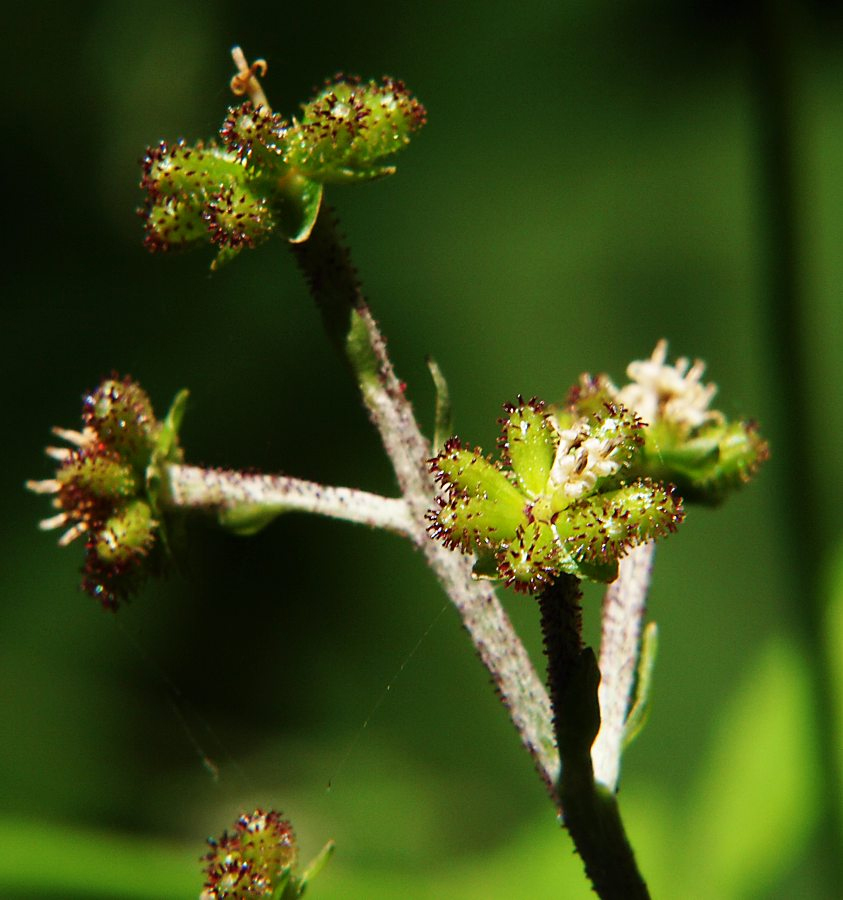 Image of Adenocaulon adhaerescens specimen.