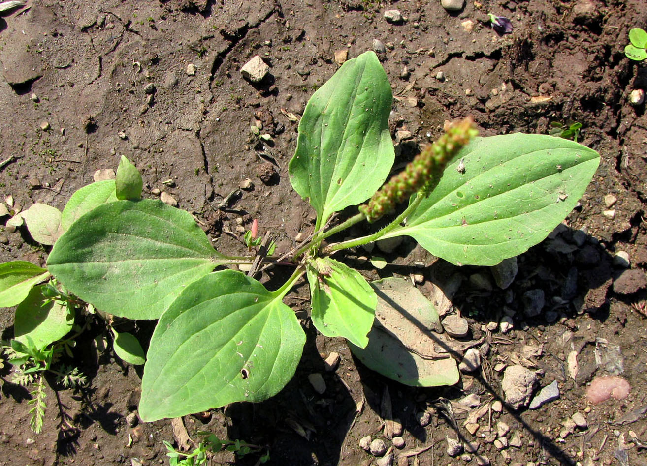 Image of Plantago uliginosa specimen.