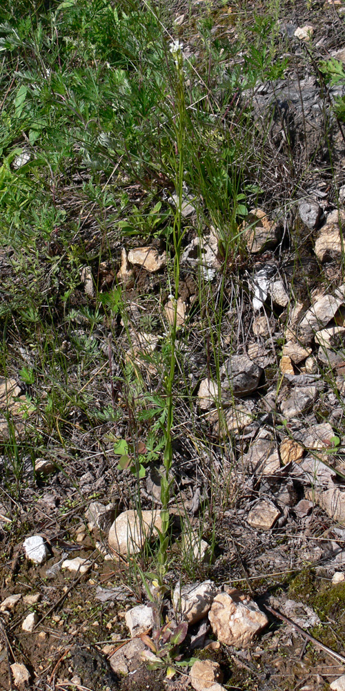 Image of Arabis borealis specimen.