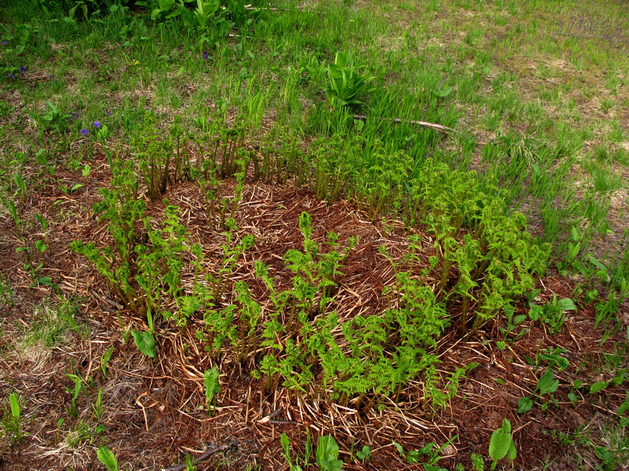 Image of Athyrium distentifolium specimen.