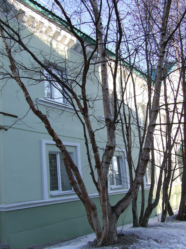 Image of genus Betula specimen.