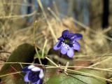 Hepatica nobilis