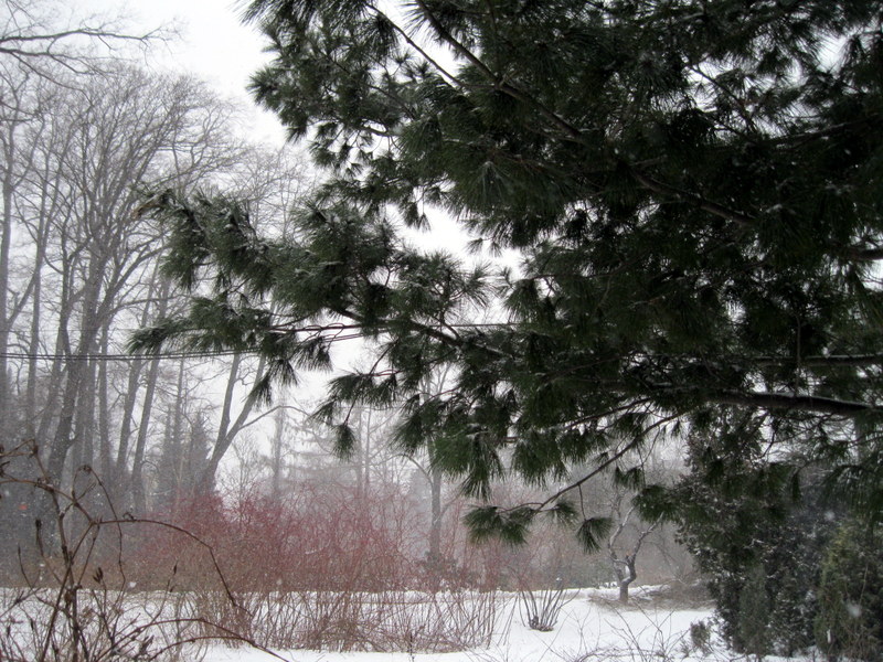 Image of Pinus peuce specimen.